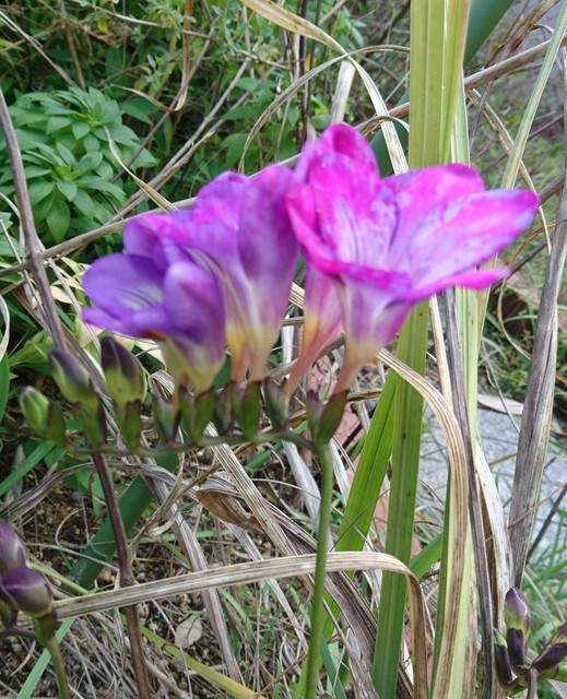 DSC_0258.JPG