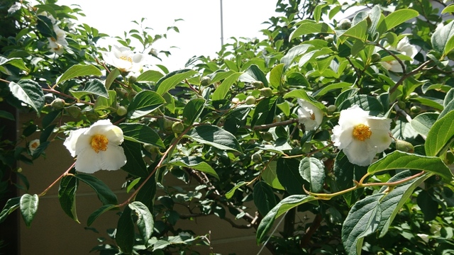 DSC_0314.JPG