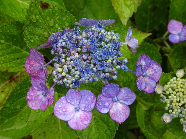 DSC01921.JPG