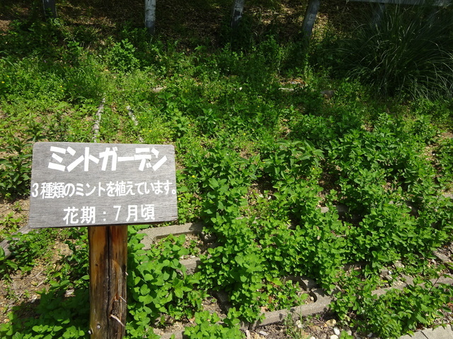 DSC05342.JPG