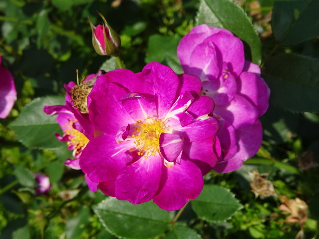 DSC05589.JPG