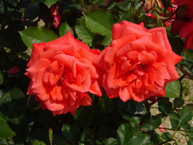 DSC05593.JPG