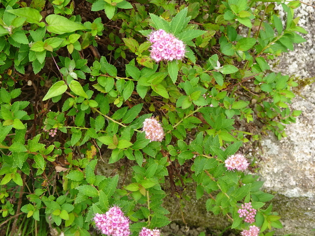 DSC06562.JPG